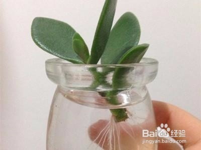 要养植物就选这6种超级好养,养死太难!