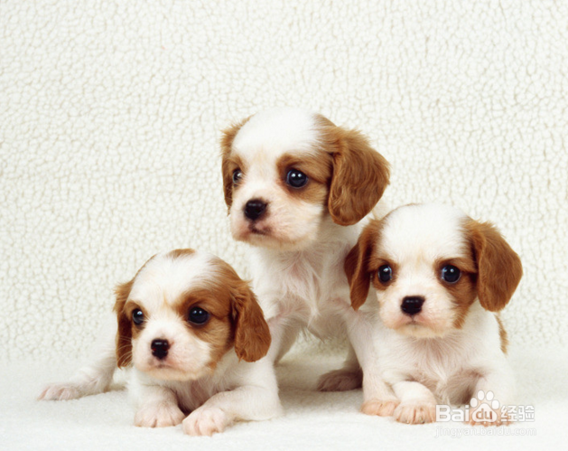 喂，铲屎的！你家狗有话对你说！