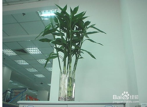 富贵竹怎么料理