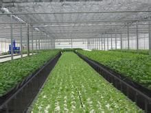 如何培育银杏砧木