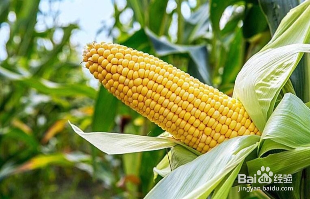 吃一点玉米有什么好处