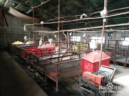 活性生长激素对动物生长的作用