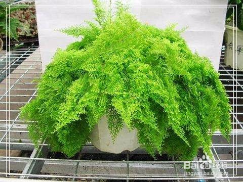 可以净化空气的盆栽,除甲醛植物