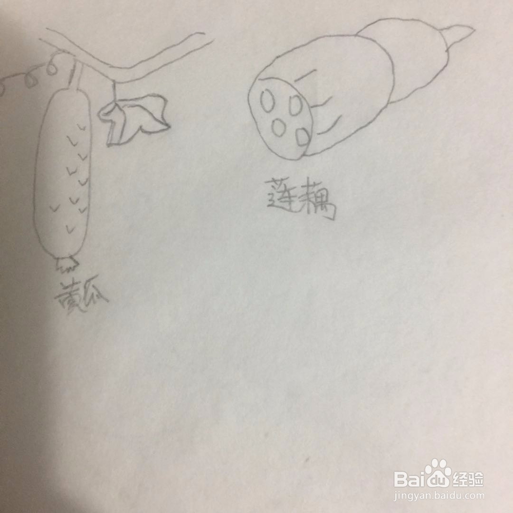 如何画黄瓜和莲藕?