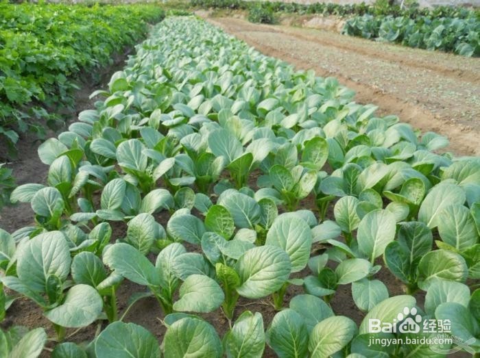 探讨绿色蔬菜土肥管理技术的实施