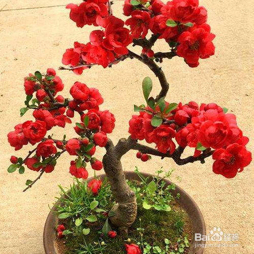 垂丝海棠怎么养殖