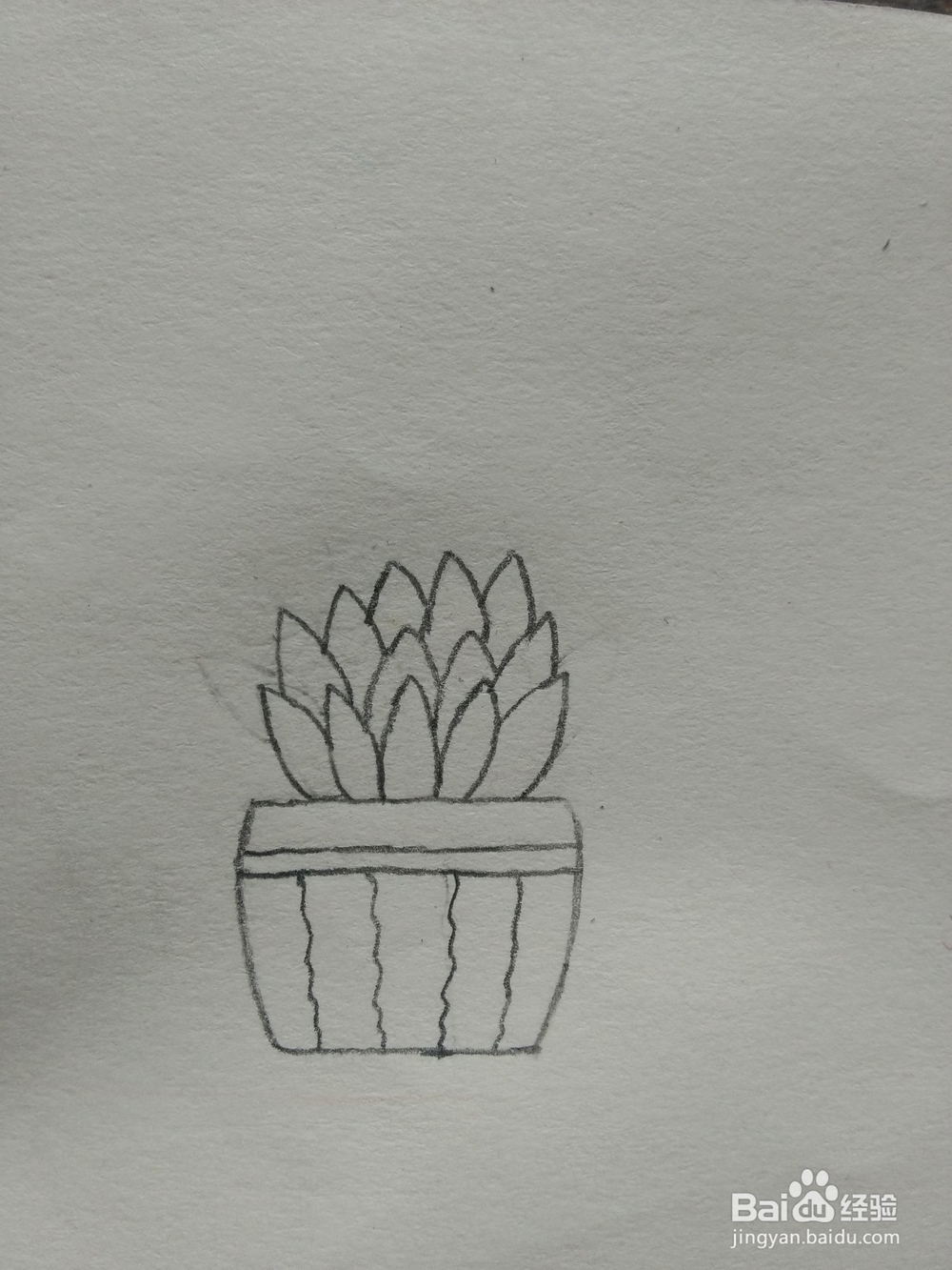 简笔画——怎么画多肉盆栽