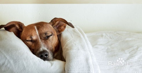 狗狗的睡眠状态