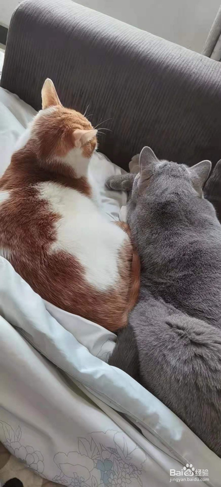 养第二只猫注意事项