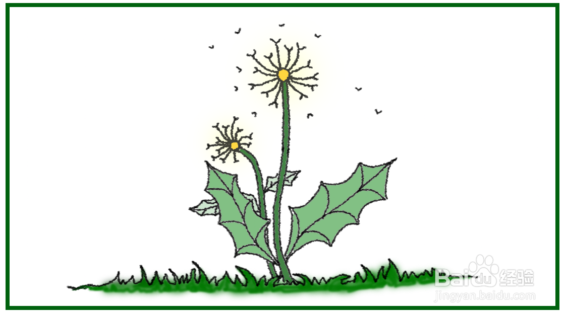 蒲公英花怎么画