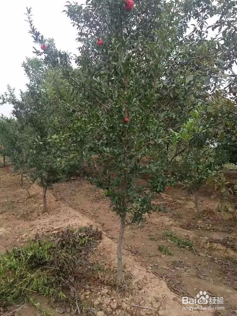 如何防止石榴树冻死