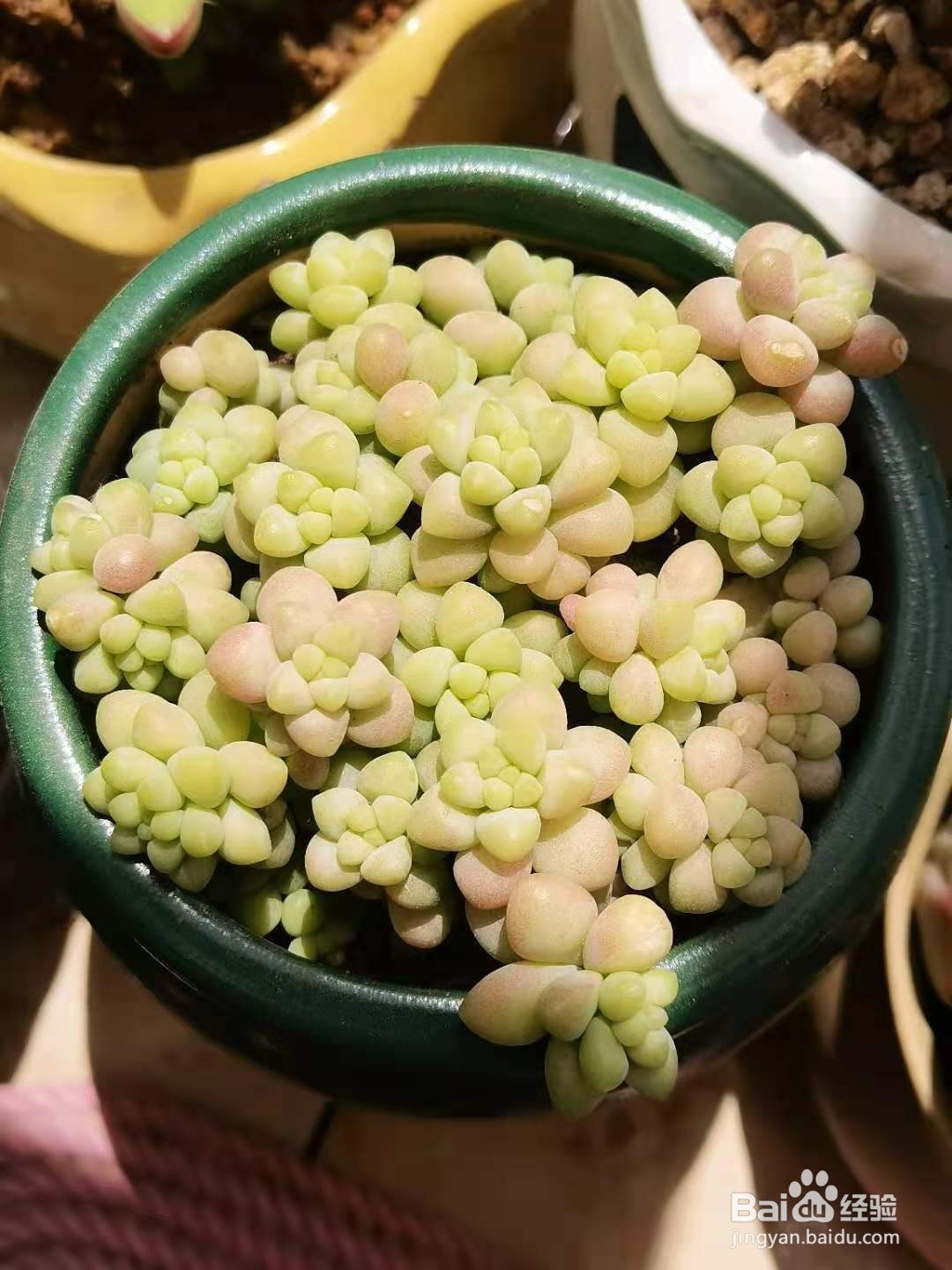 多肉植物怎么施肥才会长得又大又好看？