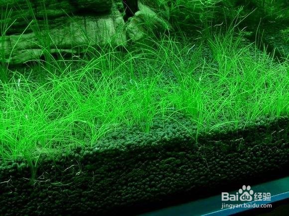 水草长不好怎么办