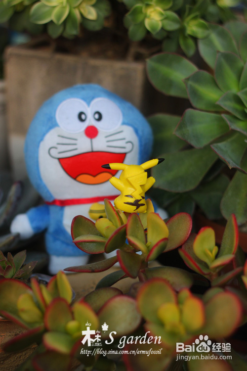 植物摄影小窍门+皮神山大王记