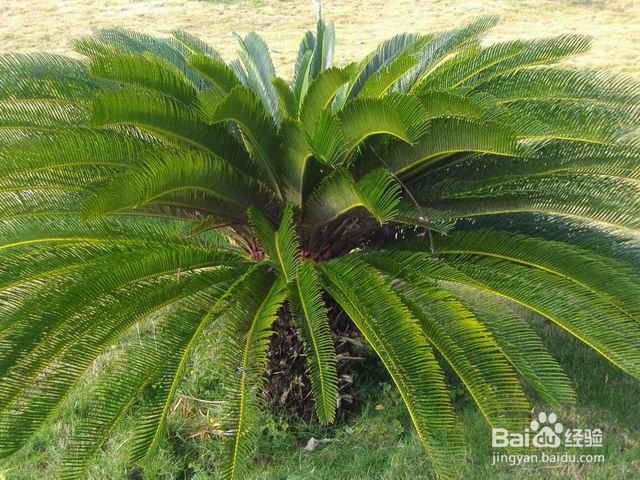 如何使得铁树生长快