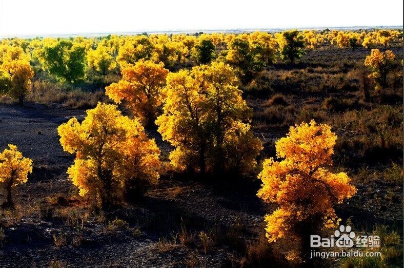 胡杨林旅游攻略：秋光如画 邂逅敦煌胡杨林