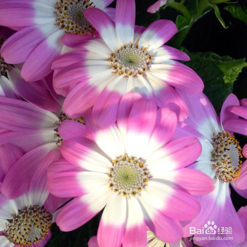 新买的瓜叶菊怎么培育