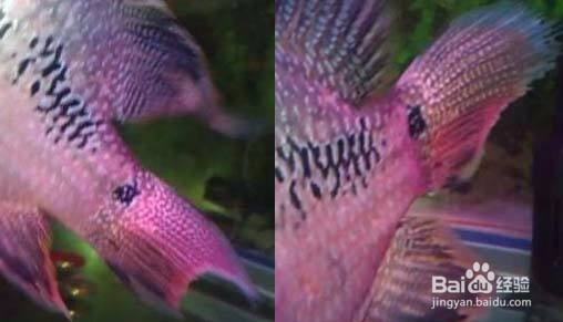 如何诊治鱼类的烂鳍病