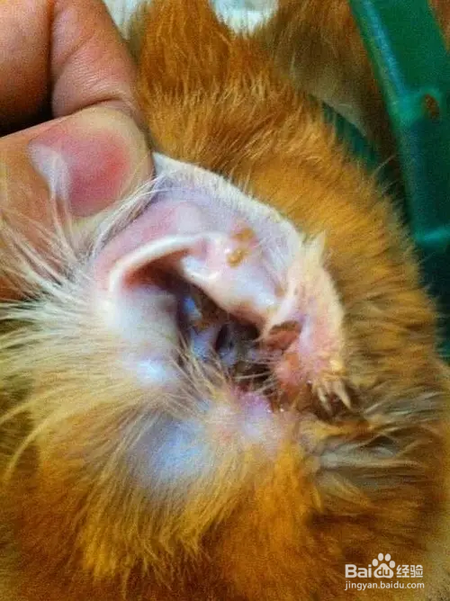 猫咪耳朵流脓怎么处理