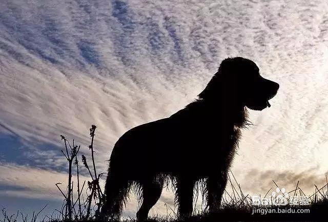 手机摄影的5种光线运用技巧