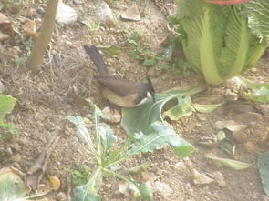 香肠挂窗外怎么防小鸟