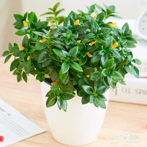 金鱼吊兰掉叶子怎么解决?