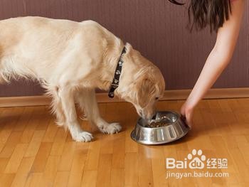 狗狗毛发干燥怎么办