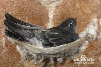 燕窝的价格多少钱一克合理