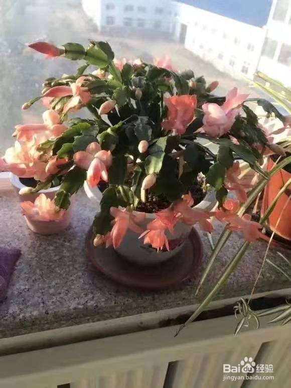 养花别乱换盆，否则黄叶枯萎不开花，越长越差