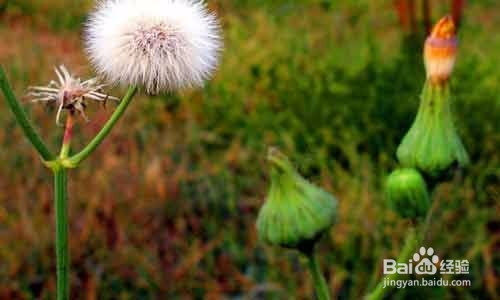 每天喝一杯既能消炎又能清热解毒