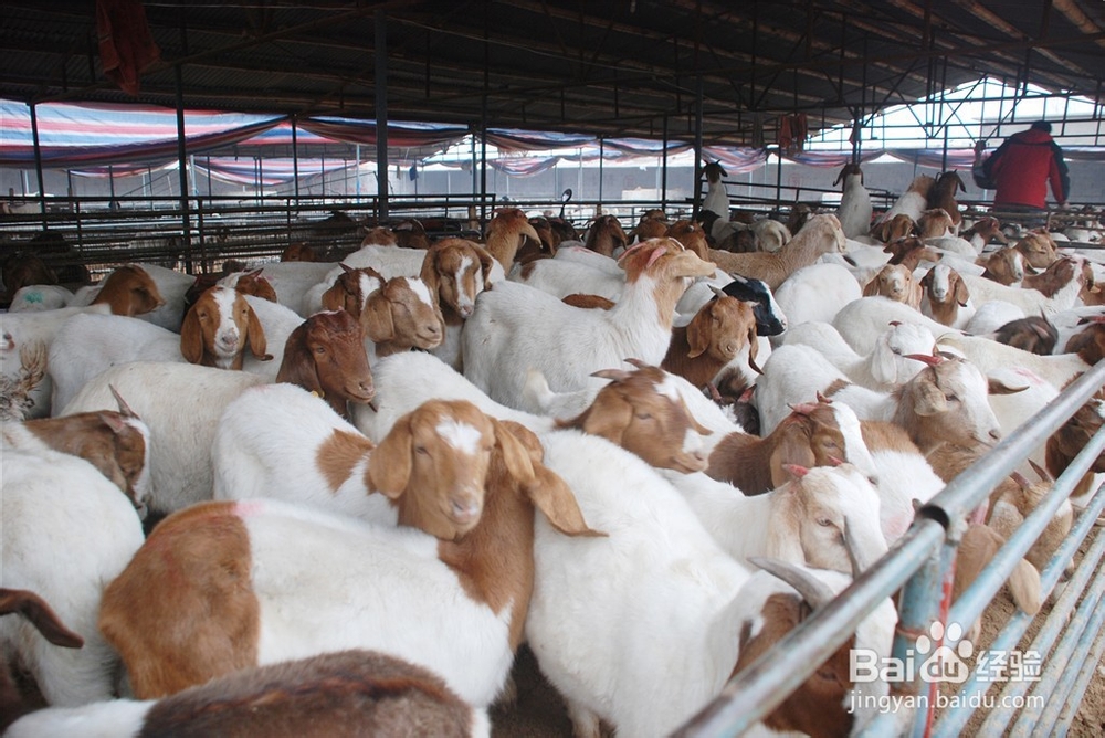 活性多种维生素对动物生长的作用