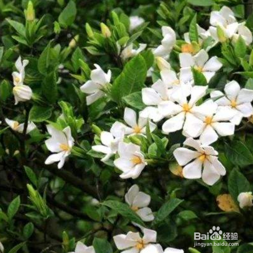 栀子花叶子发黄的原因和解决方法