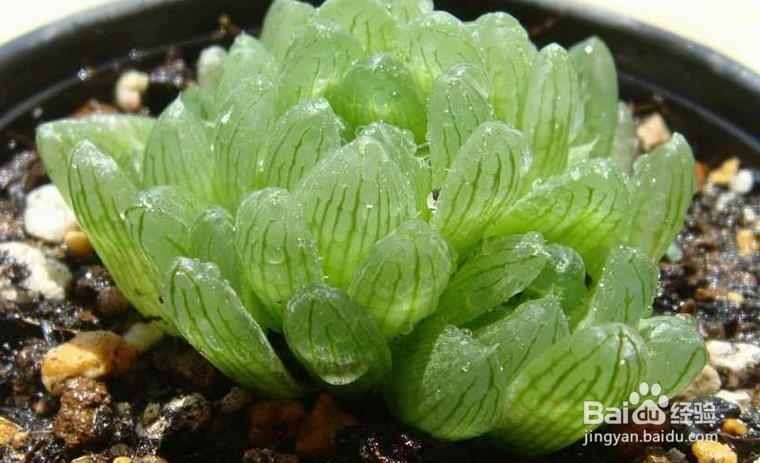 玉露闷养的方法和注意事项