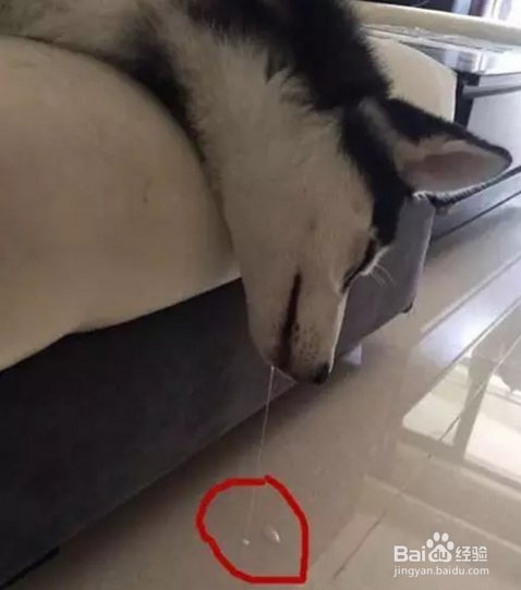 对于傻成这样的狗子，除了二哈也是没谁了！