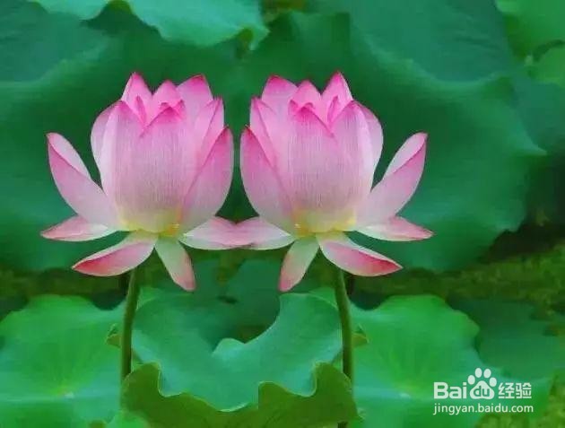 花怎么养在花瓶里