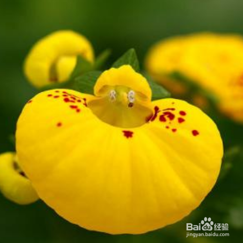 蒲包花有哪些价值