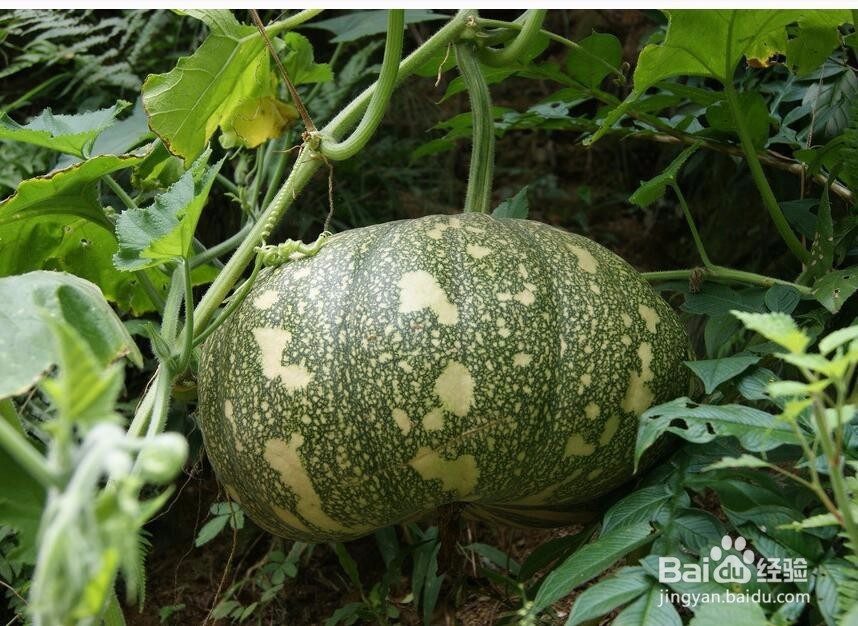 八个理由爱上南瓜