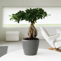 推荐办公室的桌面植物摆放