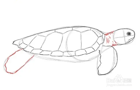如何画绿海龟