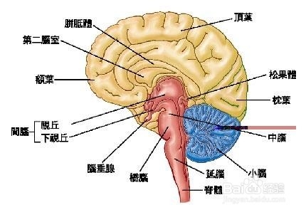 朋友，你会经常头痛吗？