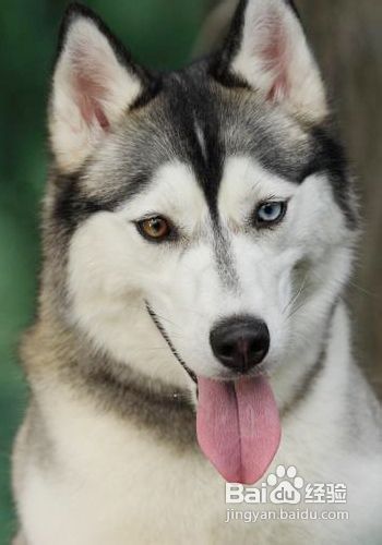 狗狗的几种训练方法