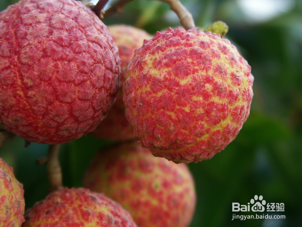 怎样挑选新鲜荔枝 选购荔枝7大技巧