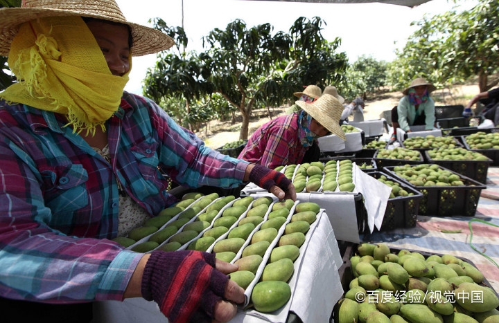 买回的青芒果应该怎么进行催熟