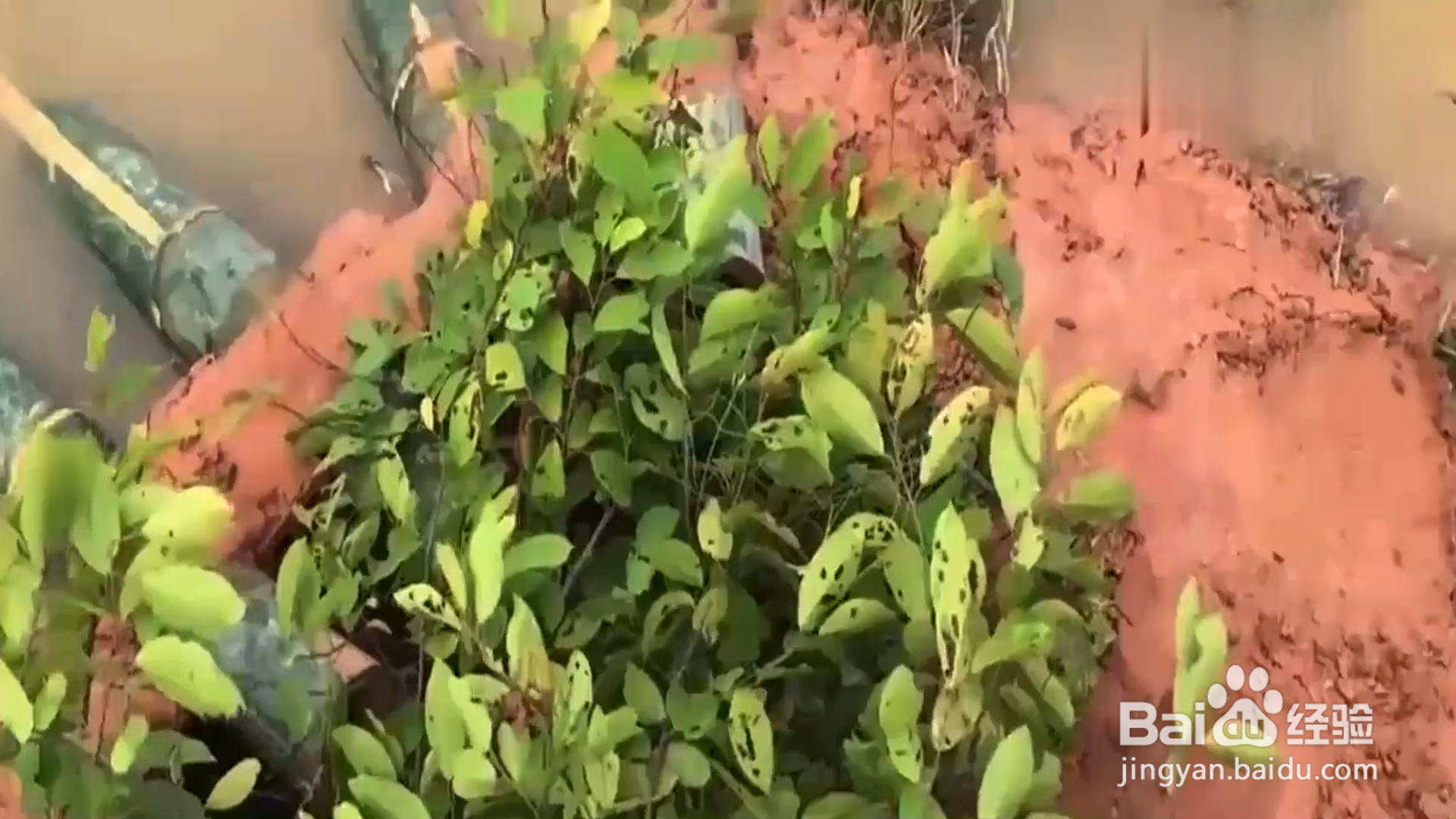 如何自制捕鱼神器