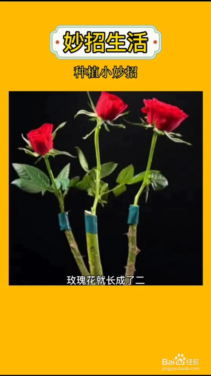如何在家自制嫁接植物