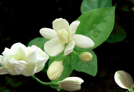 五月份开什么花