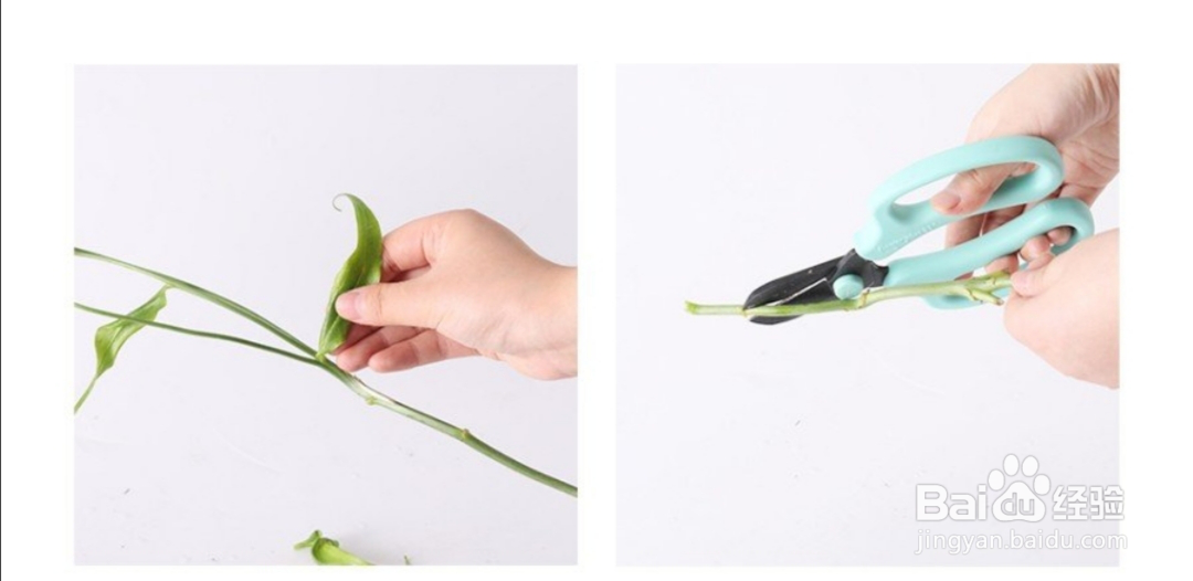 花加鲜花养护攻略，助你呵护每一朵花的美丽