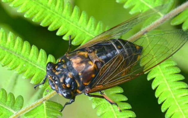 塑料大棚养殖金蝉一年能出售吗