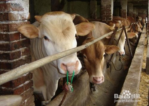 怎样养牛长得快