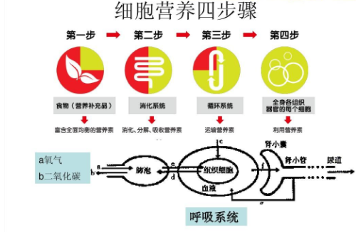 1,6-二磷酸果糖的介绍